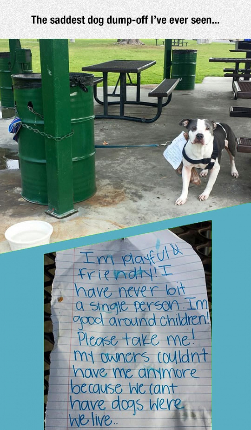 He Was Then Taken To A Shelter