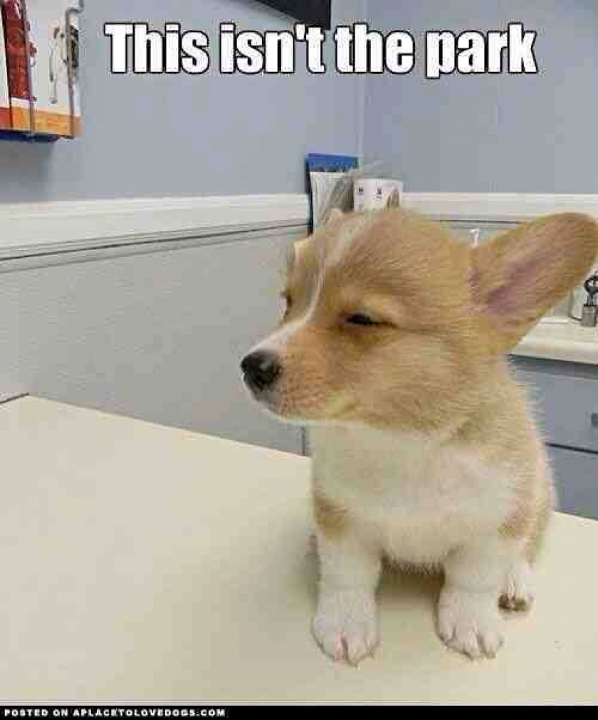                          Skeptical Corgi                      