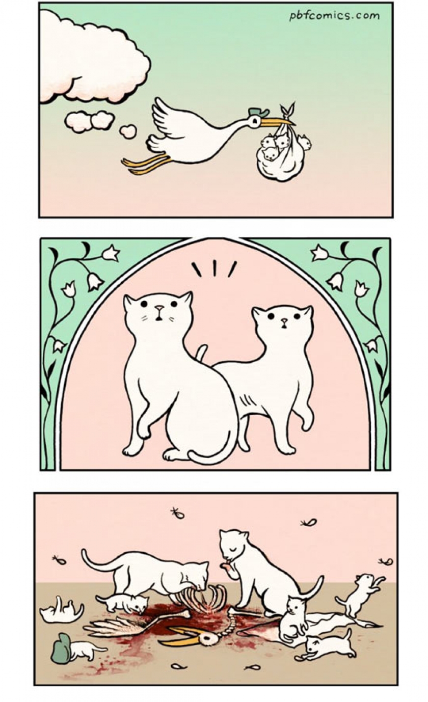Where Little Kittens Come From