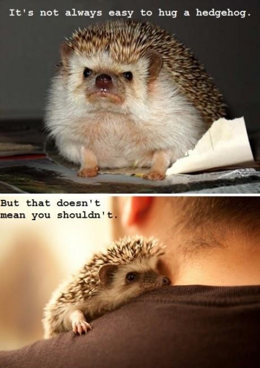                          Hug a hedgehog                      