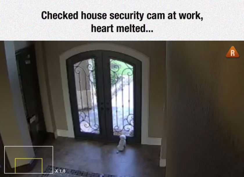 He’s Missing His Owner