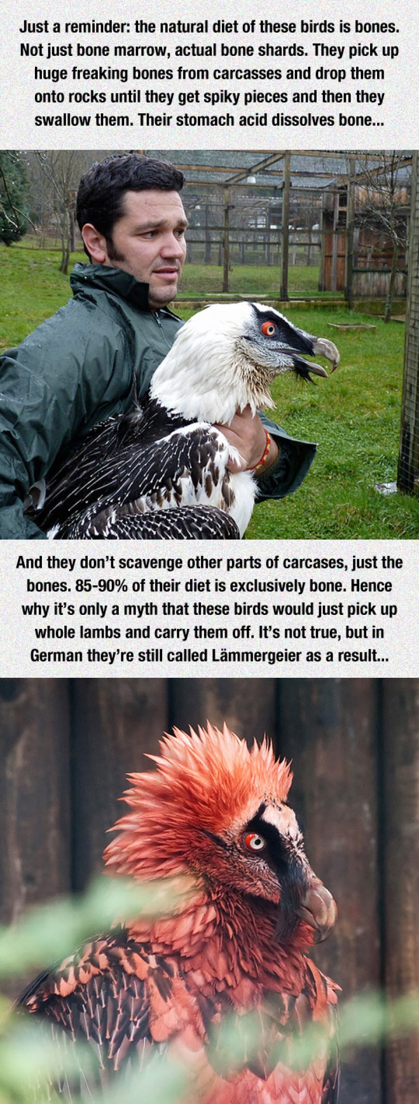 These Birds Are So Metal