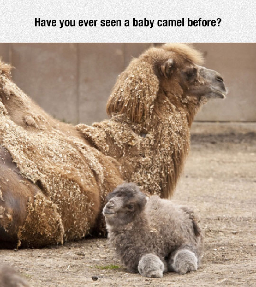 Their Feet Look Like Tiny Wheels