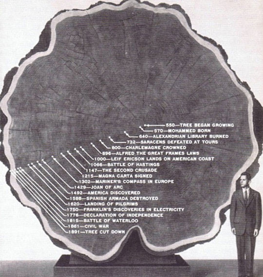 The Long Life Of A Tree
