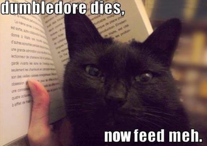 Spoiler Cat Is Hungry