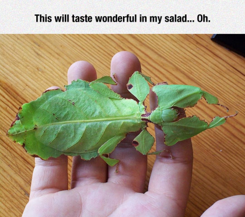 Wait, This Is Not A Plant
