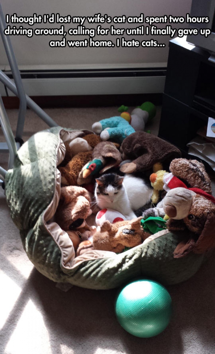 I Think I Lost My Cat, Oh Wait