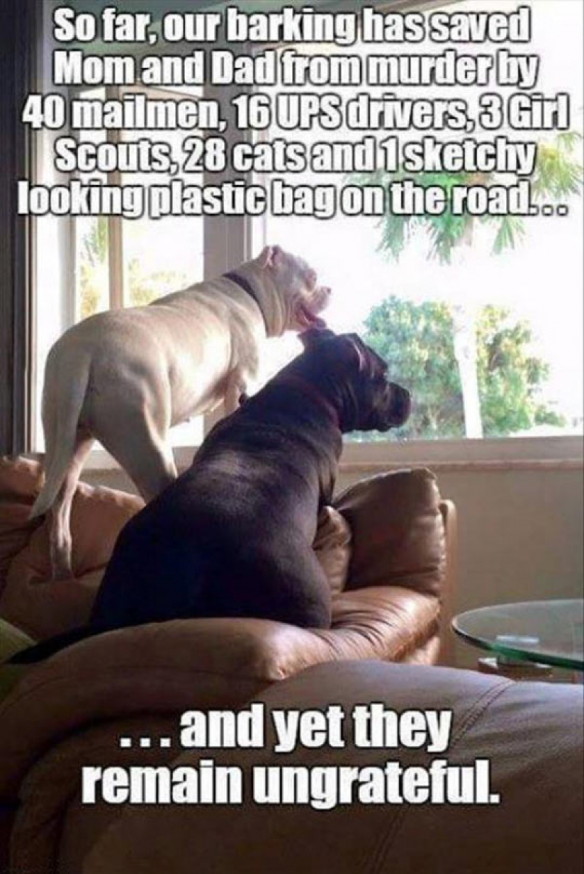 This Is How Your Dog Sees You