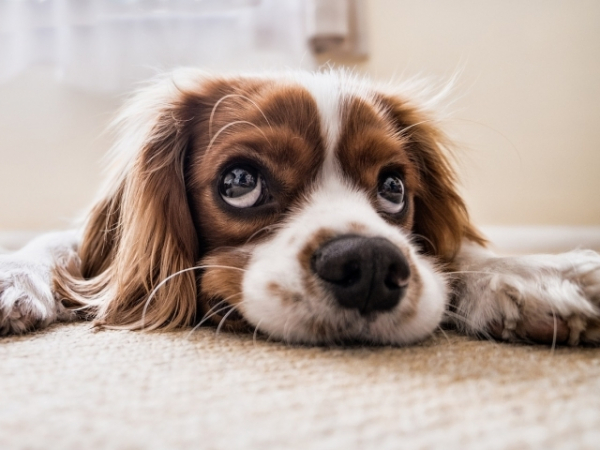 Do you connect with animals more easily than people?
