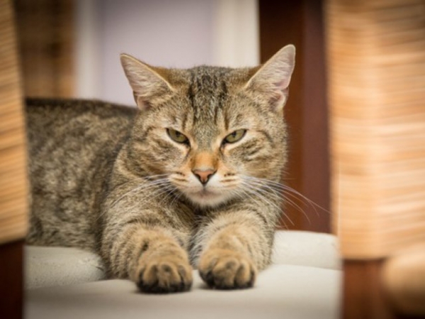How do you think this cat is feeling?
