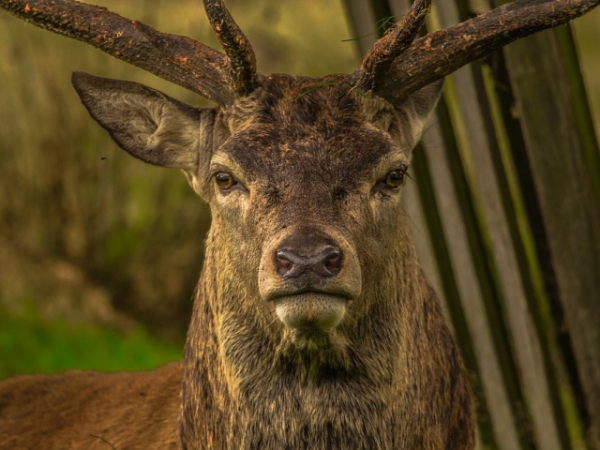 Pick the animal whose demeanor most closely matches that of your own.