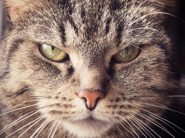 Which personality trait do you find most annoying?