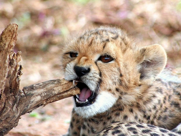 Which baby animal do you wish you could take home as a pet?