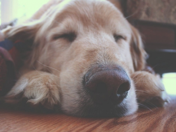 Which breed of dog are you most likely to choose?