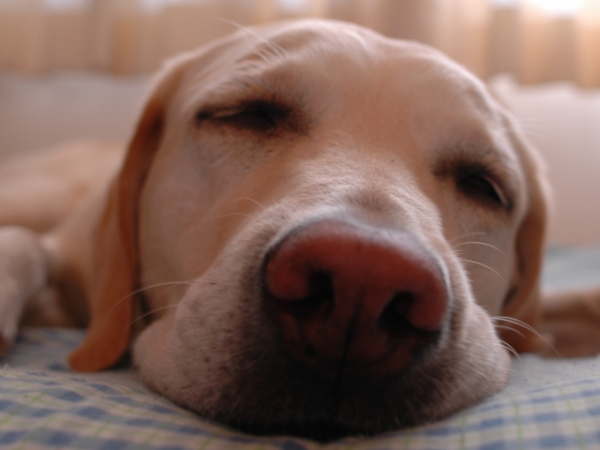 On an average weekday, how many hours of sleep do you get?