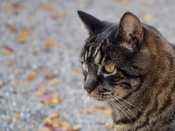 How is your cat feeling if their ears are perked up?