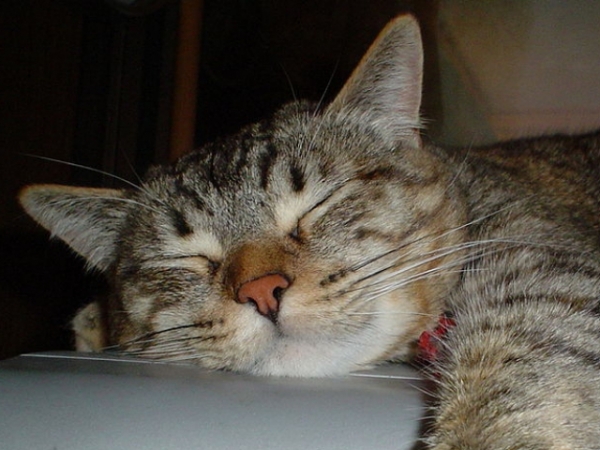 Do you enjoy taking naps during the day?