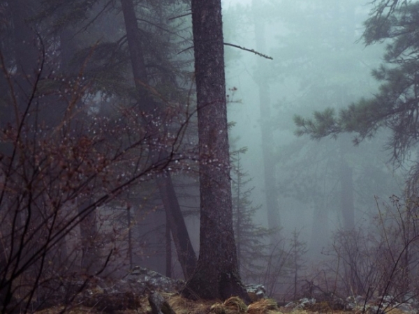 What kind of paranormal entities do you believe in?