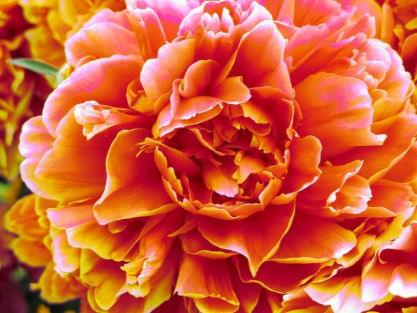 Pick the prettiest flower!