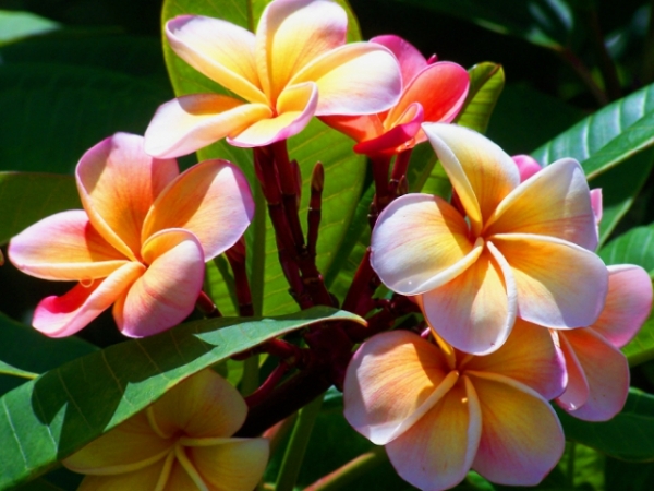 Which flower is most beautiful?