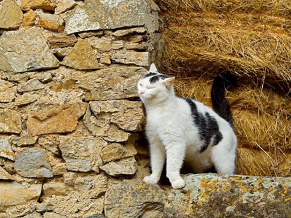 What is this cat doing?