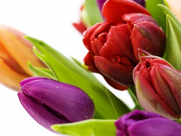 Which flower do you like best?