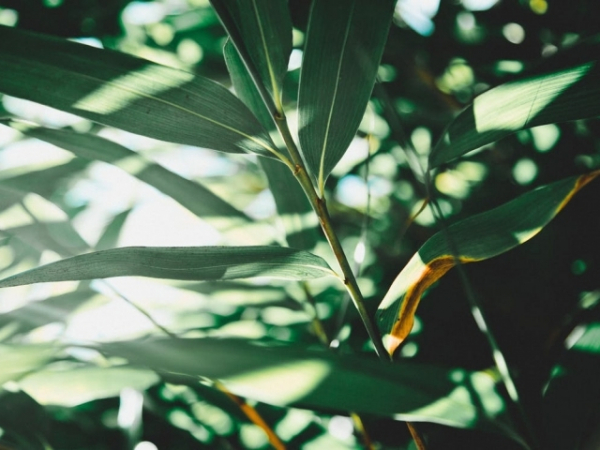 Is it better to forage or hunt for your food?
