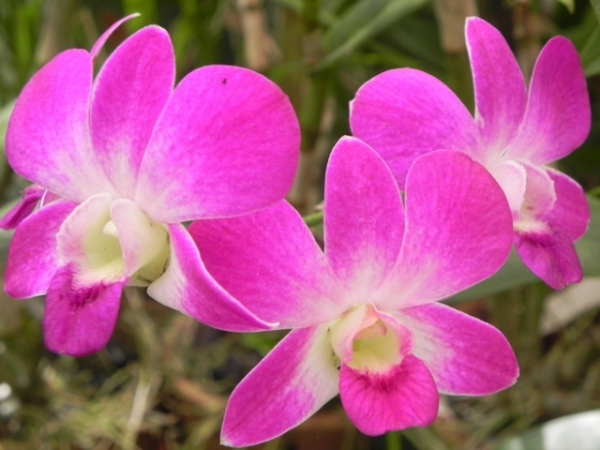 Choose a flower!