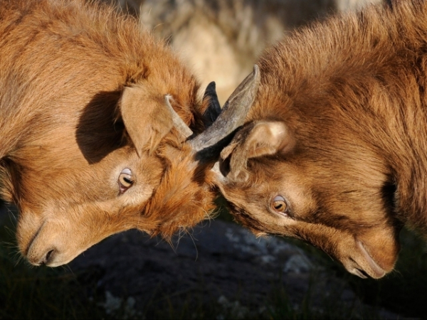 How are you with confrontation?