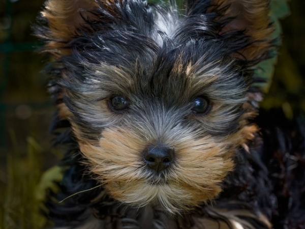 Which breed of dog would you adopt?