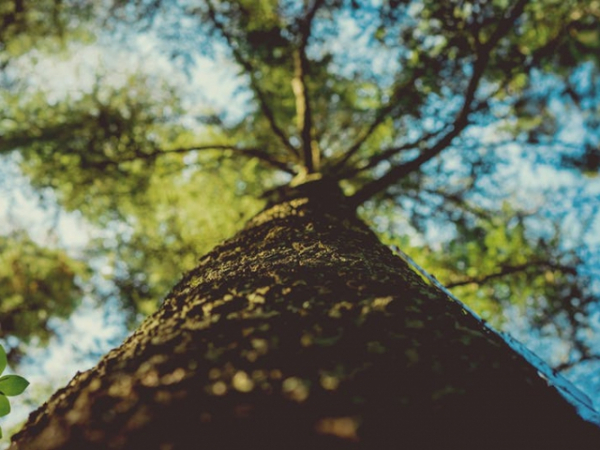 When was the last time you climbed a tree?