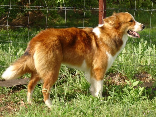 Do you believe that an old dog can be taught new tricks?