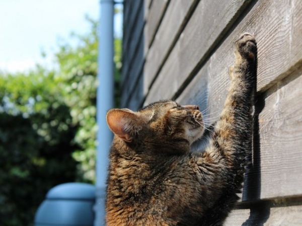 If a cat is scratching at your furniture, they are feeling: