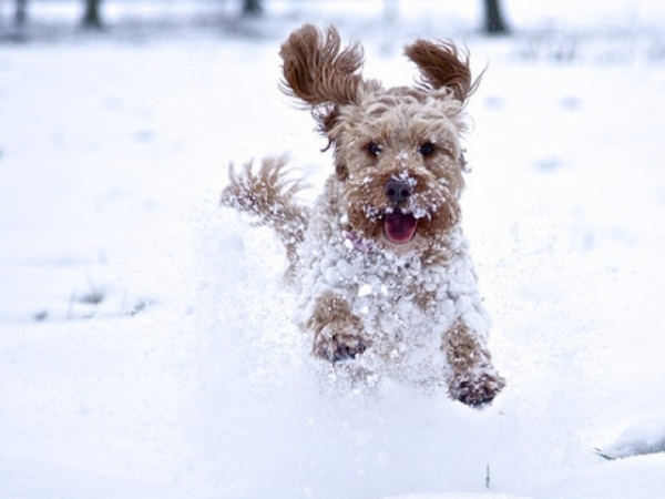 How do you spend the winter?