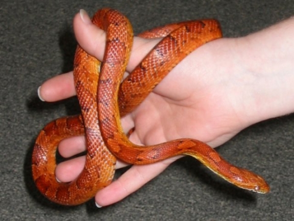 Which of these pets would you most enjoy having around your home?