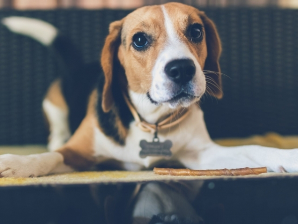 You can choose any dog breed to have as a pet. What do you go with?