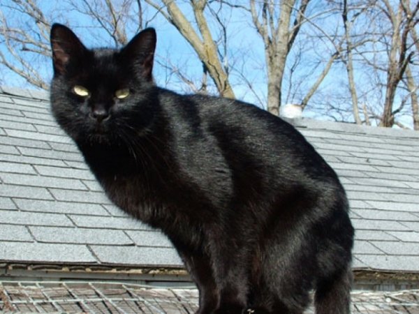 Do you consider yourself to be a superstitious person?