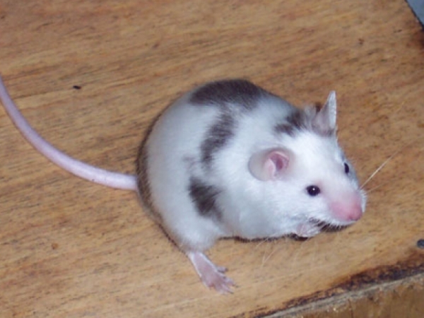 Which animal makes a better pet?