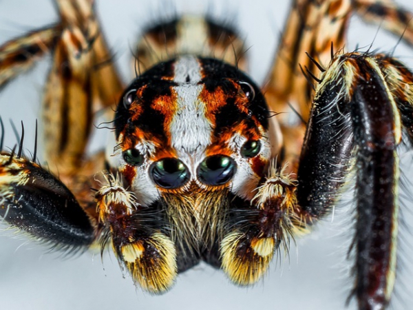 You find a spider in the shower. What do you do?