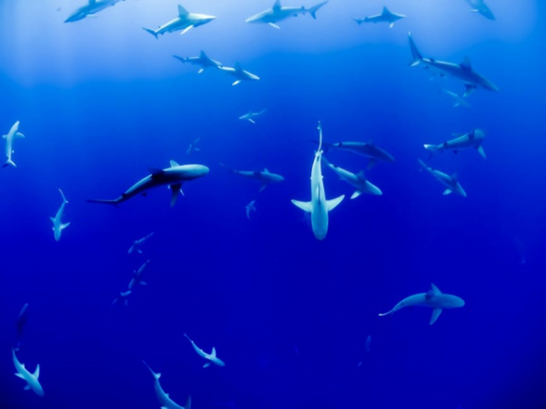 Which Shark would you want to deal with?
