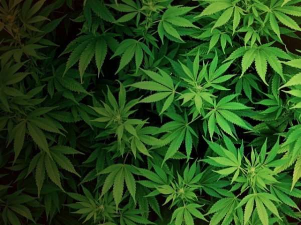 Do you currently use any recreational drugs?