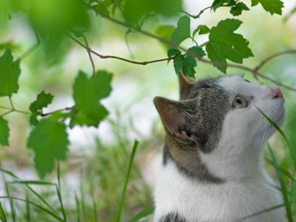 If your cat is purring, she is:
