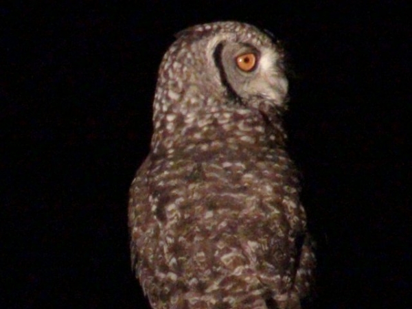 Are you more of a night owl or early morning riser?