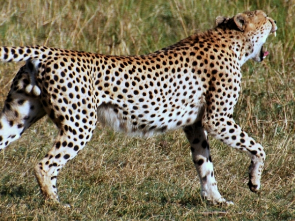 What's your spirit animal?