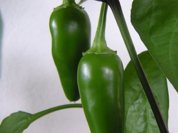 What's your favorite vegetable?