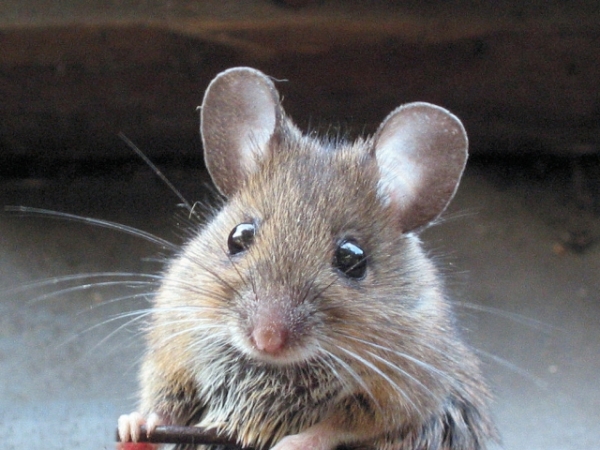 You just found a mouse in the kitchen. How do you handle it?