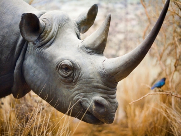 Pick an animal you'd want to see most on African safari.