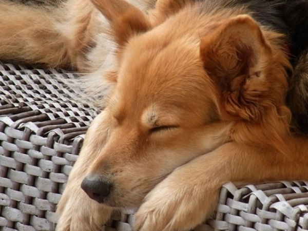 What's your favorite sleeping position?