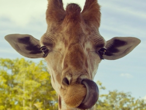 Which of the following is your spirit safari animal?