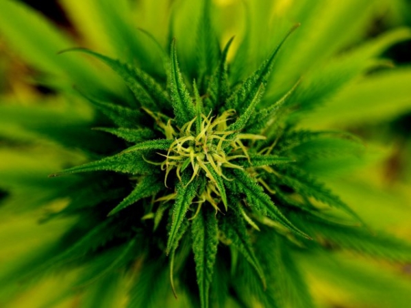 Do you think the government should legalize marijuana?